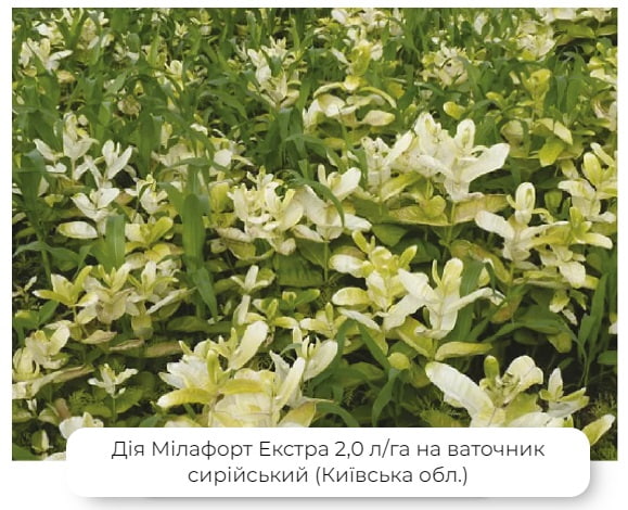 Действие Милафорт Экстра на Ваточнике сирийском